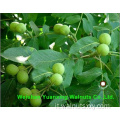Yunnan Origin Chinese Kernut Kernels Light pezzi